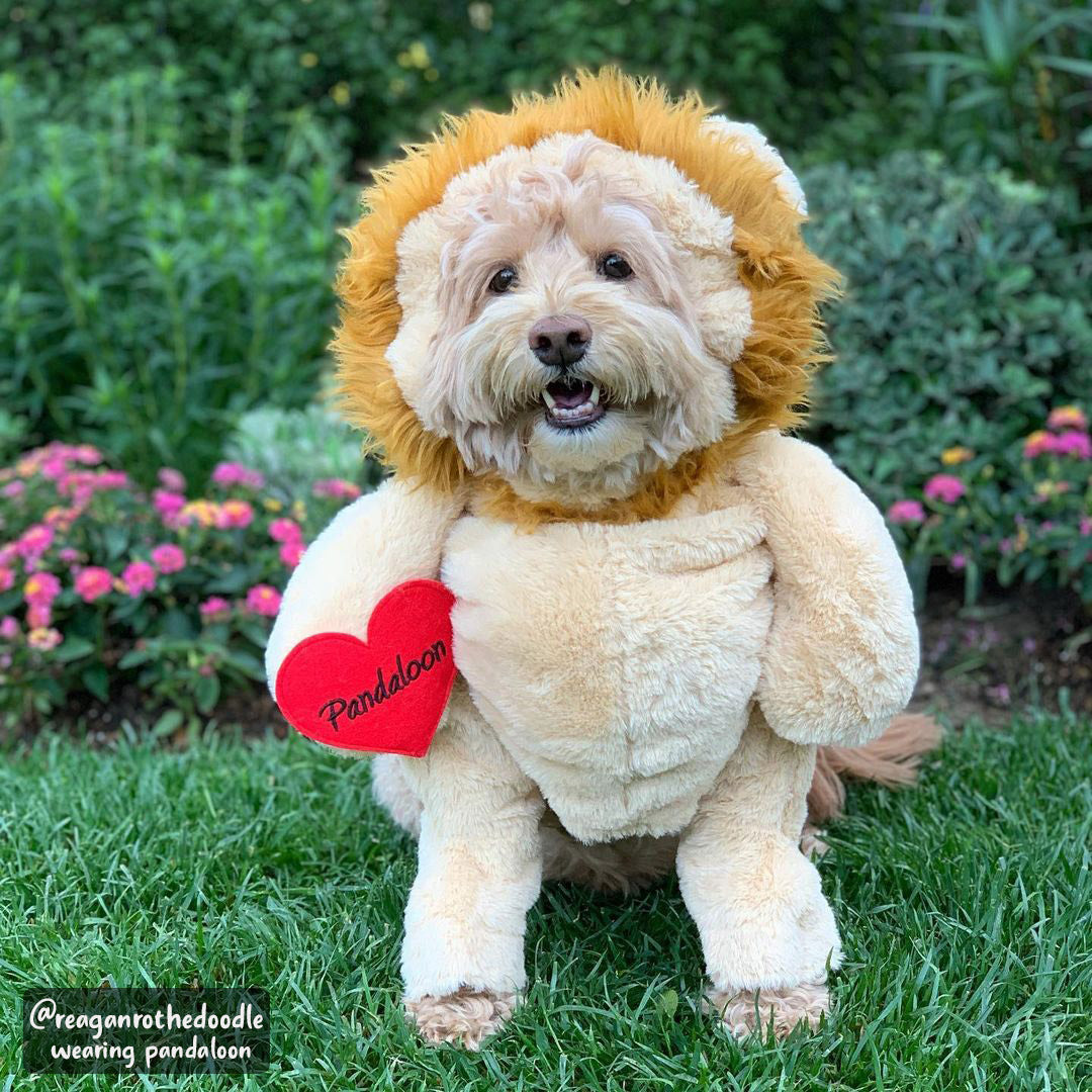 Pandaloon Walking Lion with Mane Dog and Pet Costume