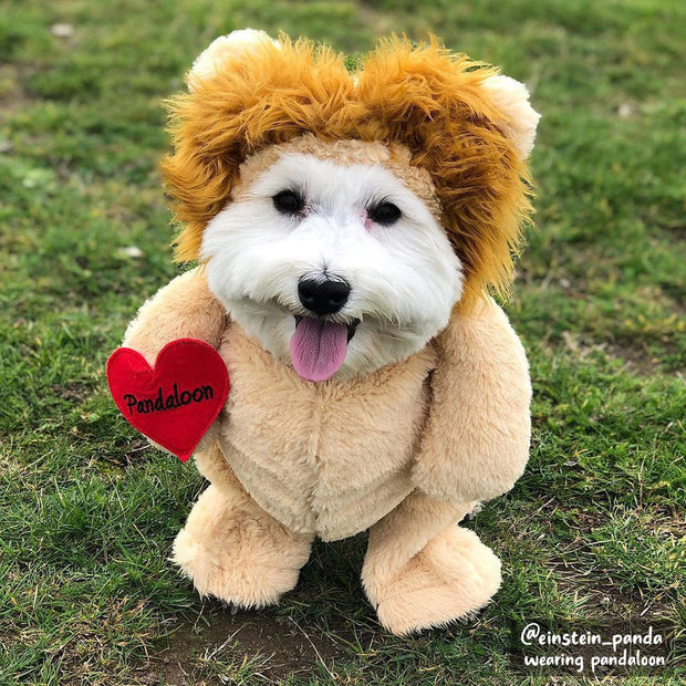 Pandaloon Lion Pet Costume